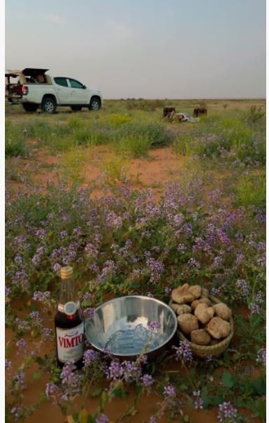 عاجل وحصري.. بداية ظهور الفقع في هذه الاماكن في الرياض وهنا دليلك الشامل لانواع الفقع واسعارها وطريقة الحصول عليها