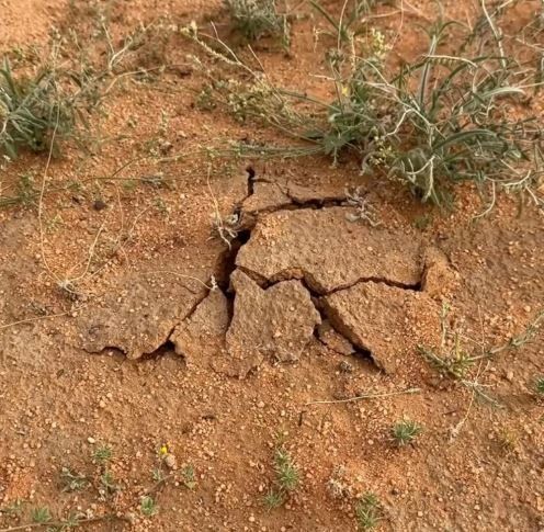 عاجل وحصري.. بداية ظهور الفقع في هذه الاماكن في الرياض وهنا دليلك الشامل لانواع الفقع واسعارها وطريقة الحصول عليها