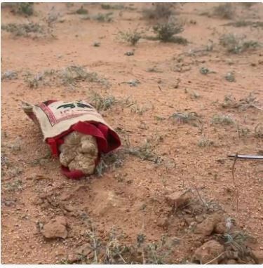 عاجل وحصري.. بداية ظهور الفقع في هذه الاماكن في الرياض وهنا دليلك الشامل لانواع الفقع واسعارها وطريقة الحصول عليها