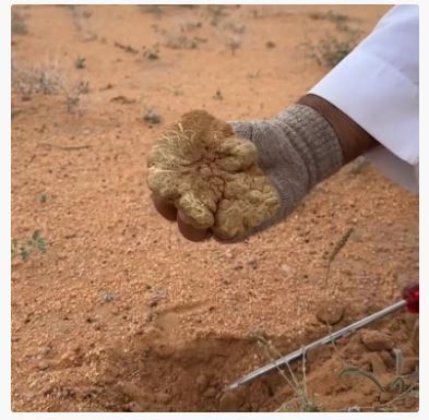عاجل وحصري.. بداية ظهور الفقع في هذه الاماكن في الرياض وهنا دليلك الشامل لانواع الفقع واسعارها وطريقة الحصول عليها