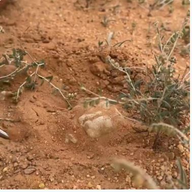 عاجل وحصري.. بداية ظهور الفقع في هذه الاماكن في الرياض وهنا دليلك الشامل لانواع الفقع واسعارها وطريقة الحصول عليها