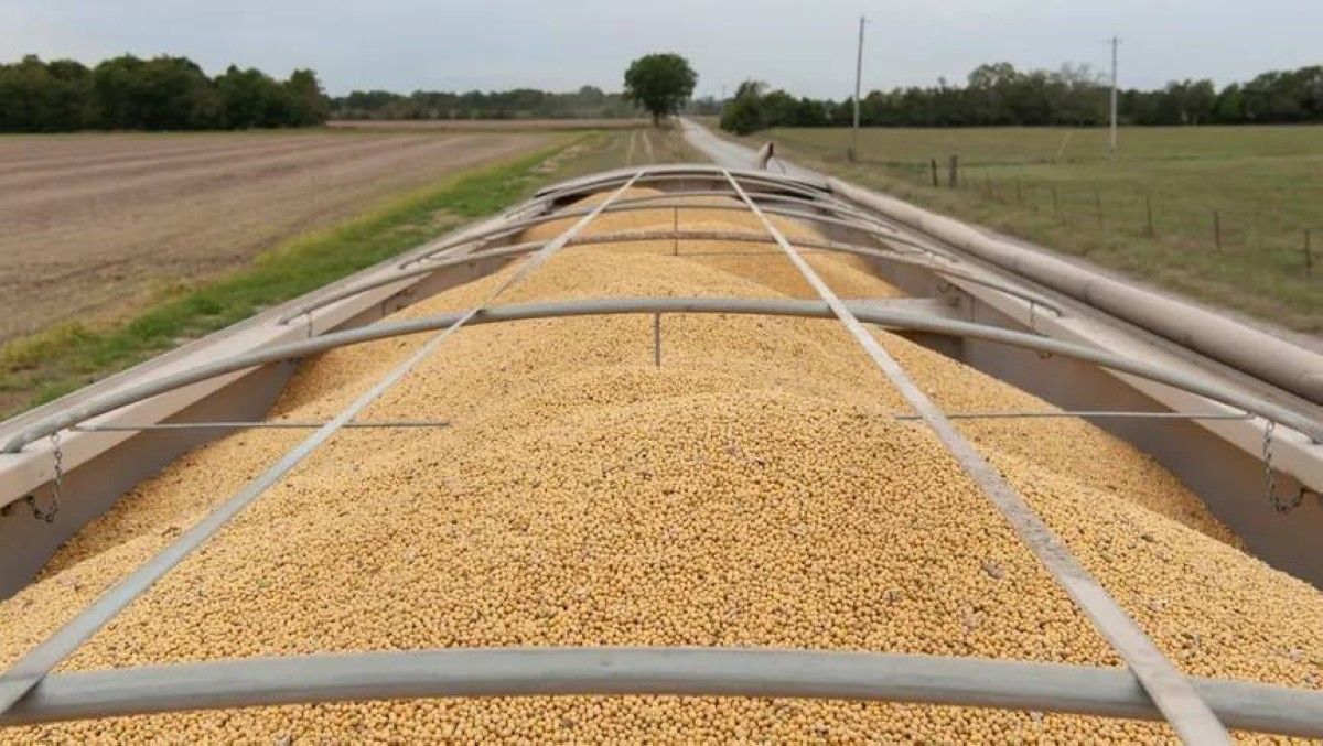 أسعار المحاصيل العالمية تقفز مع تعطل التجارة بسبب الحرب وخطر الإمدادات