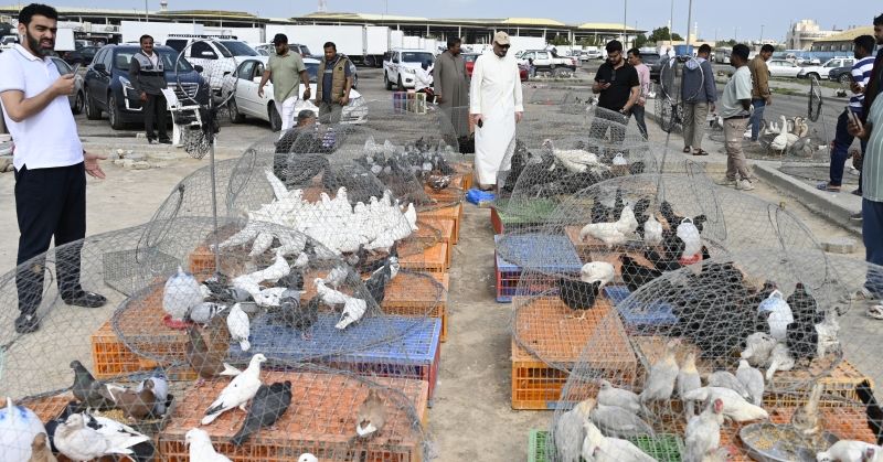 سوق الحمام... عالمٌ يجمع الهواة والتجار