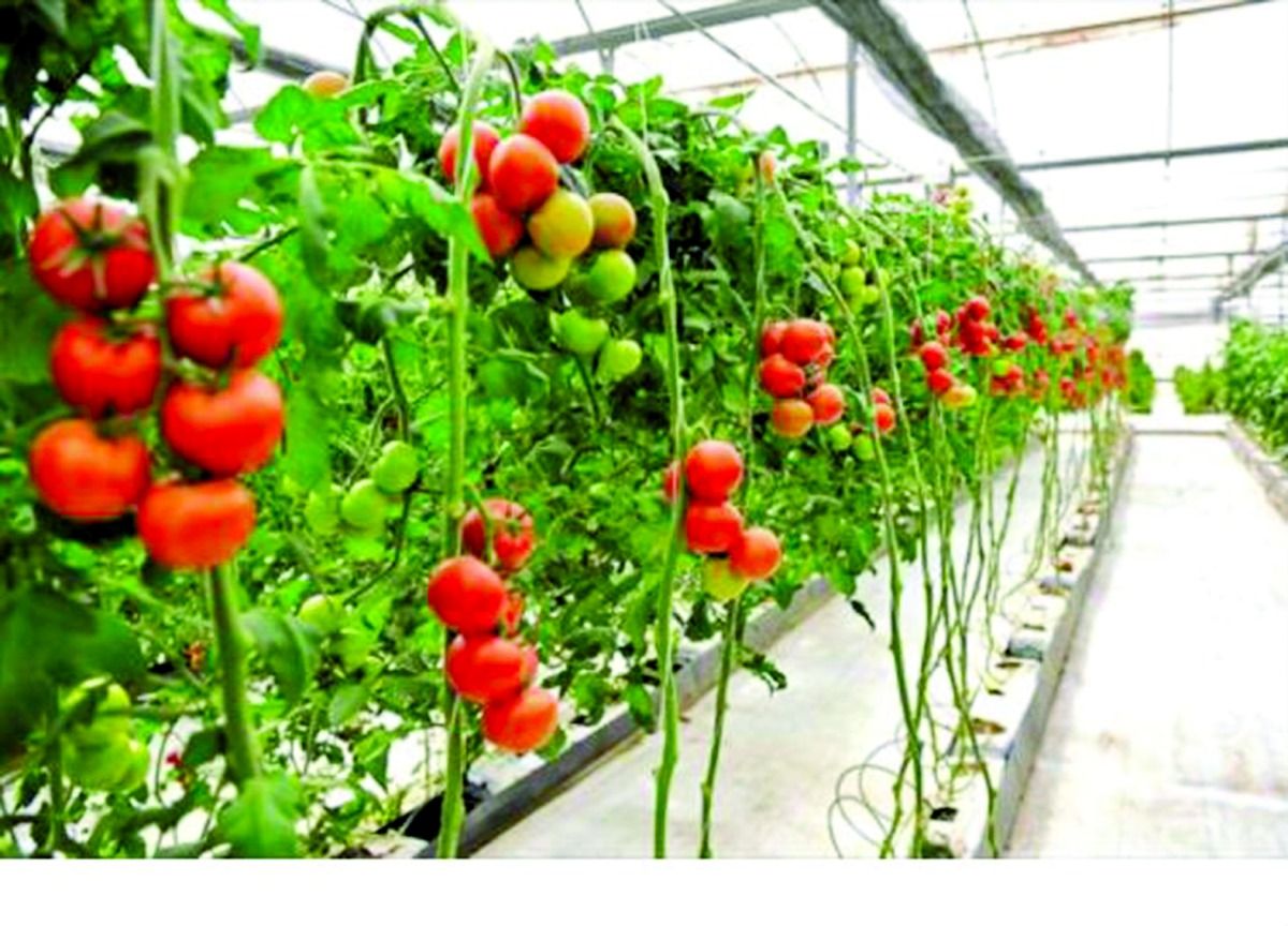 دعم الدولة يغطي 70 % من إنفاق المزارع.. «العرب» ترصد: 1200 مزرعة نشطة تدعم منظومة الأمن الغذائي