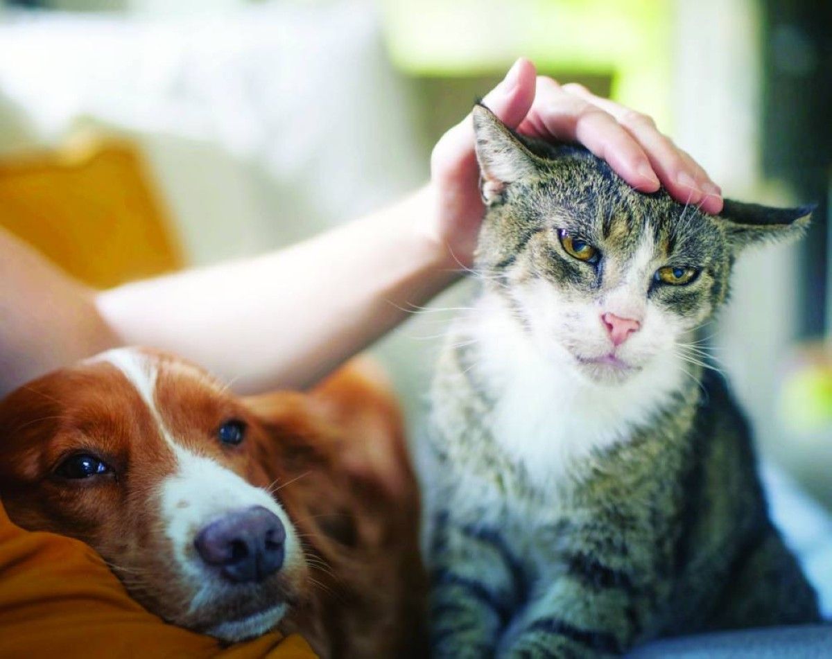 تسجيل 8 آلاف حيوان أليف عبر منصة «تم»