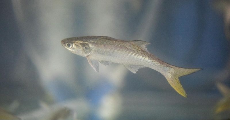 «الاستزراع»... الحل الأمثل للطلب المتزايد على الأسماك