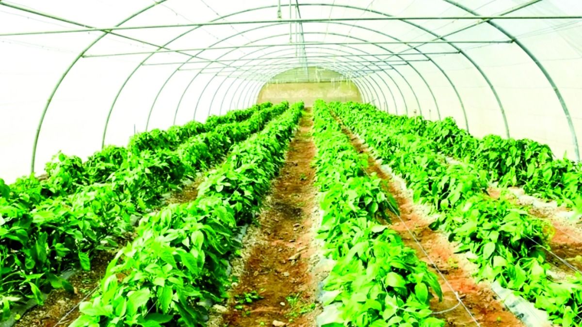 دعم الدولة يغطي 70 % من إنفاق المزارع.. «العرب» ترصد: 1200 مزرعة نشطة تدعم منظومة الأمن الغذائي