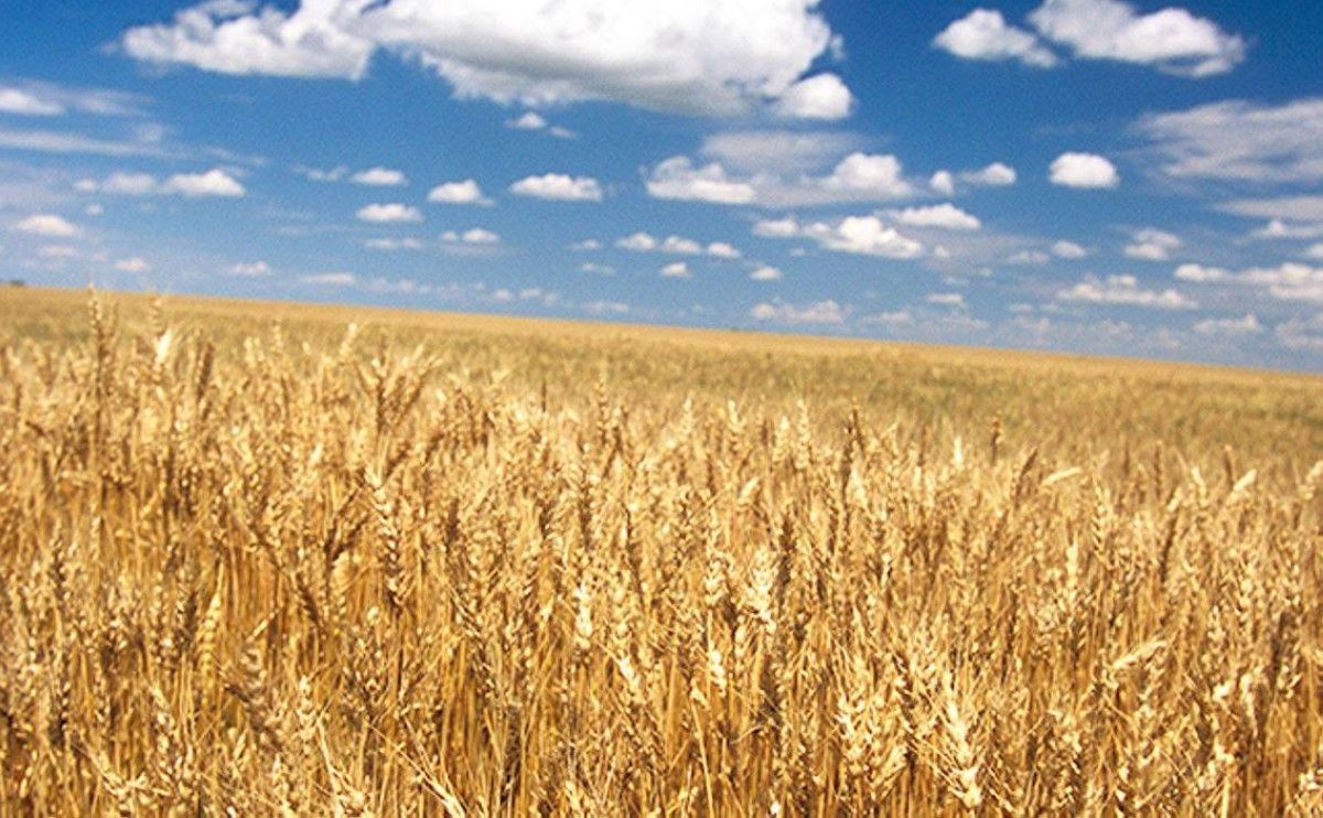 جولدمان ساكس: أسعار الحبوب قد ترتفع بسبب نقص الأسمدة الناجم عن أزمة مضيق هرمز