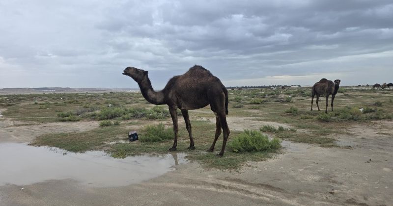 الأمطار تزيّن الصحراء