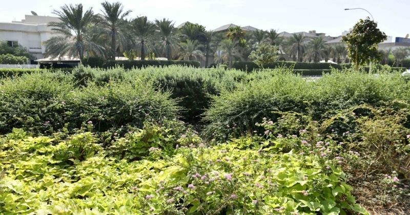 التشجير... الرئة البديلة