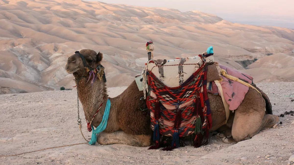 حصري: السعودية تُطلق أول جواز سفر للخيول في التاريخ… ماذا سيحدث للمالكين والاستثمارات؟