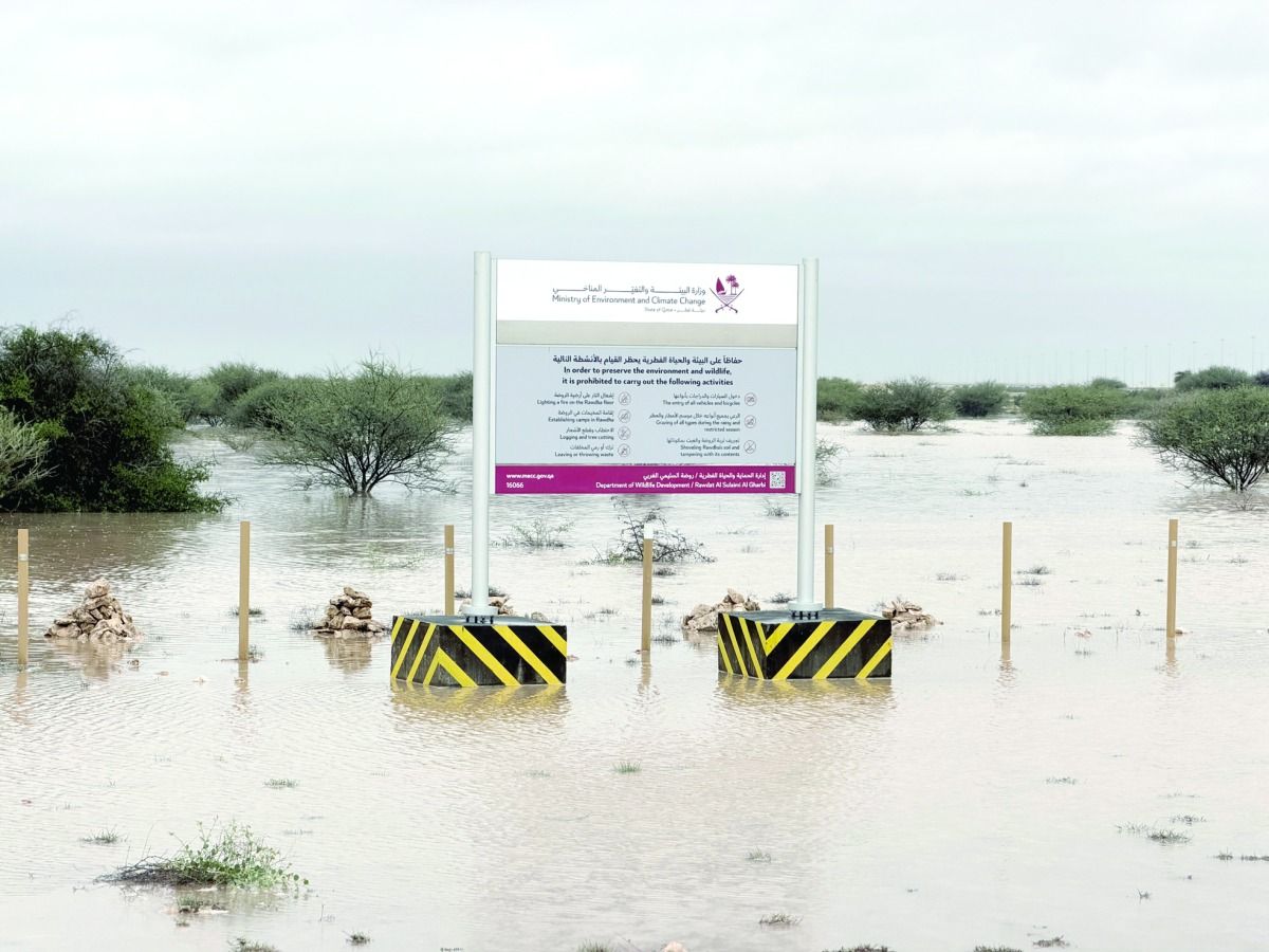 «البيئة» تتابع حالة الغطاء النباتي في ظل الأمطار الموسمية.. جهود الحماية والرقابة تُعيد للبر عافيته