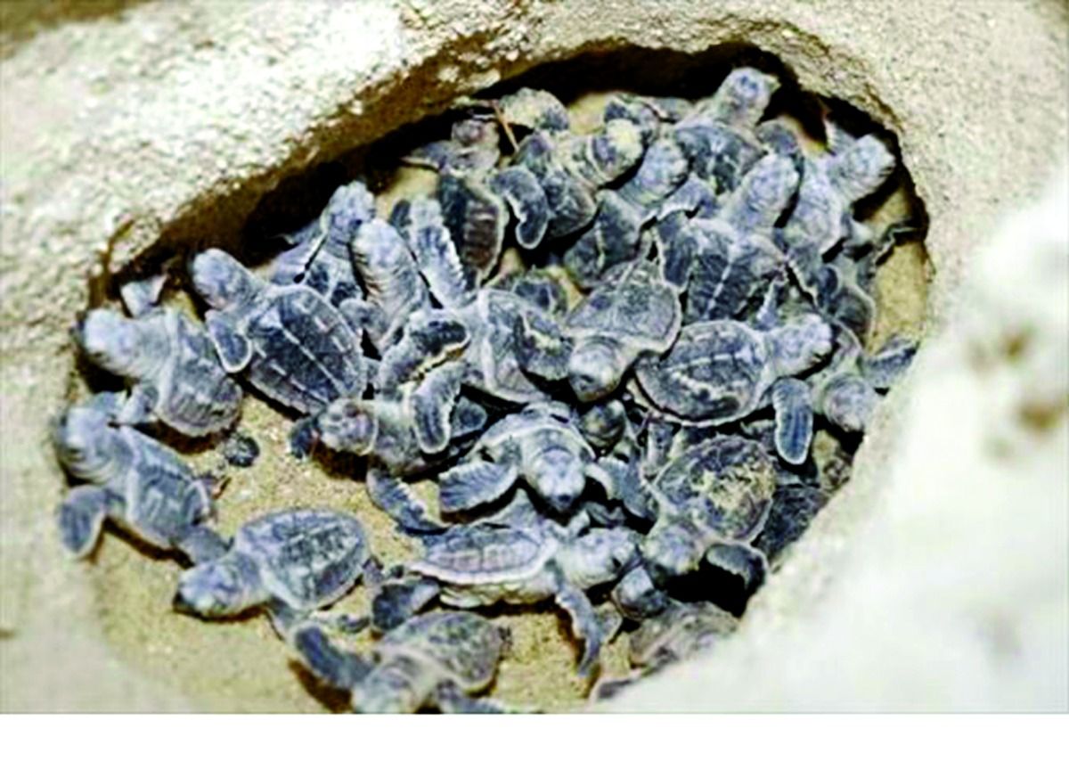 «البيئة» تطلق موسم تعشيش السلاحف البحرية