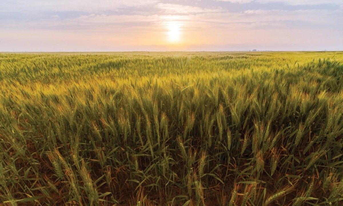 الإنتاج المحلي صمام الأمان في معادلة الأمن الغذائي