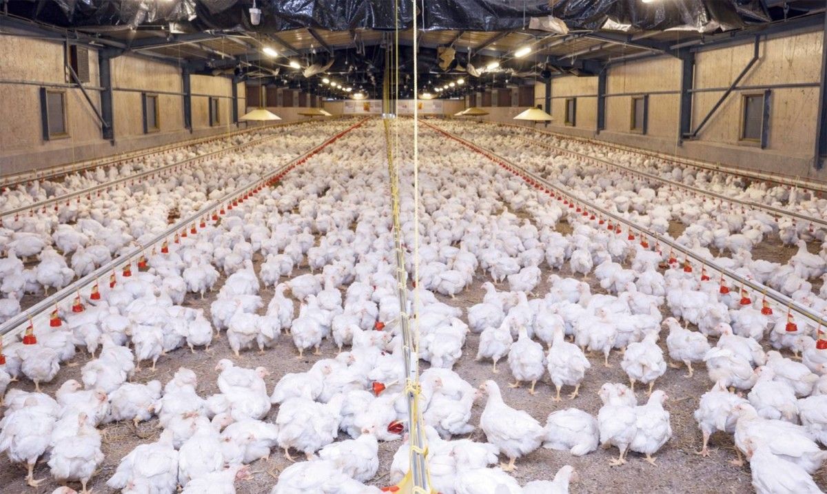 الإنتاج المحلي صمام الأمان في معادلة الأمن الغذائي