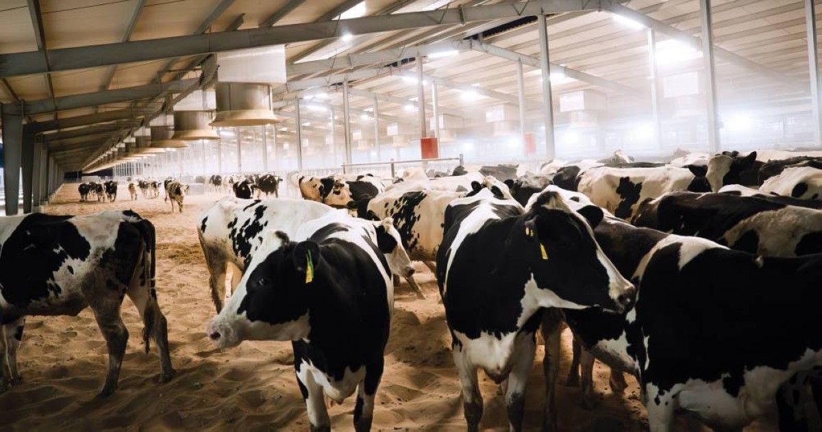 الإنتاج المحلي صمام الأمان في معادلة الأمن الغذائي