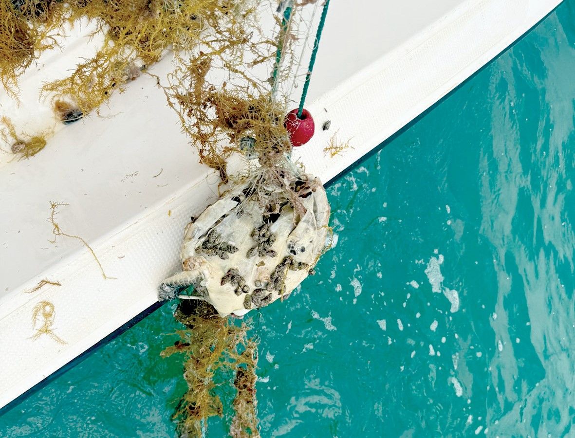 «البيئة» ترصد حالة نفوق سلحفاة بحرية