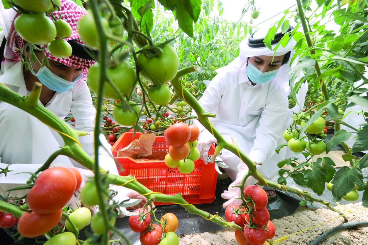 توسيع الرقعة الزراعية وتحسين كفاءة الموارد.. «العرب» ترصد: توزيع بيوت محمية على 715 مزرعة منتجة