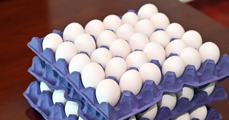 «بيض كاظمة»... من معامل «الأبحاث» إلى الأسواق قريباً