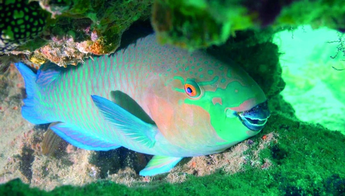 مؤشر على صحة الشعاب المرجانية.. «البيئة»: رصد سمكة الببغاء في المياه القطرية