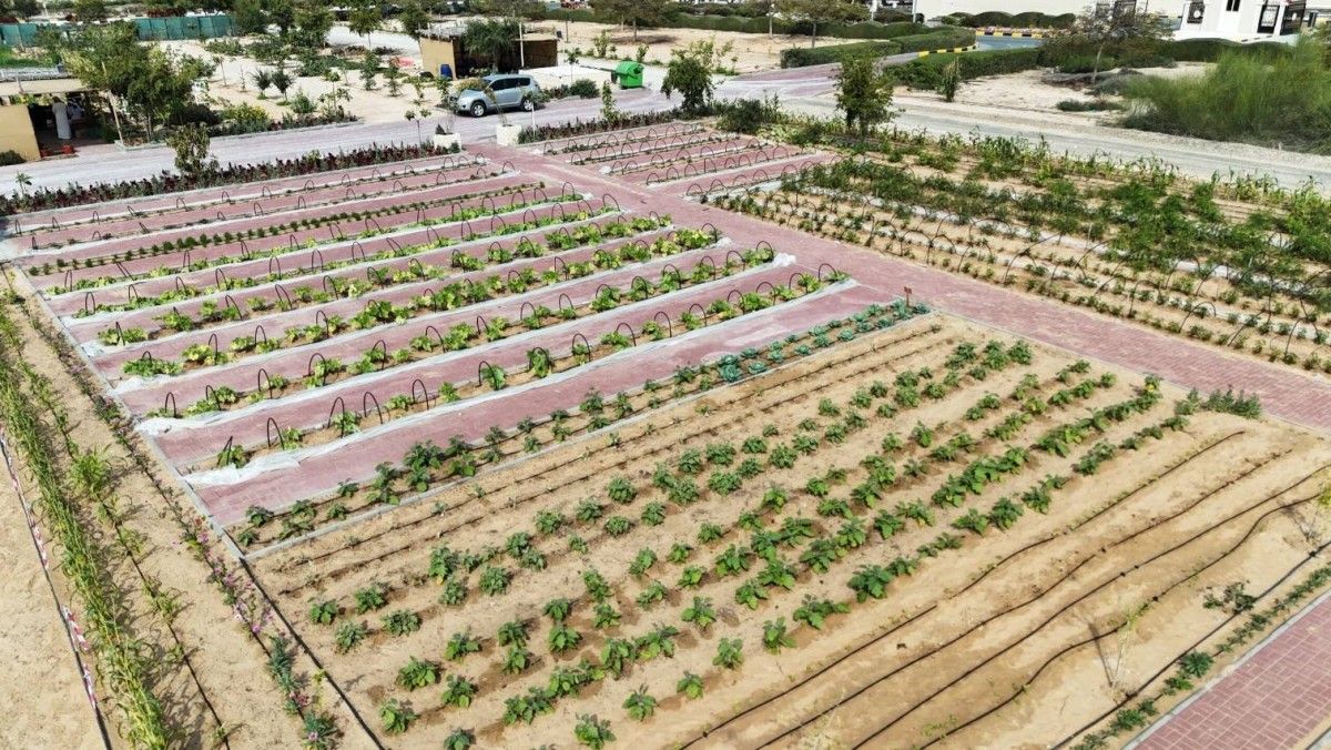 مزرعة مجتمعية نموذجية لتعزيز الاستدامة والأمن الغذائي في الحمرية