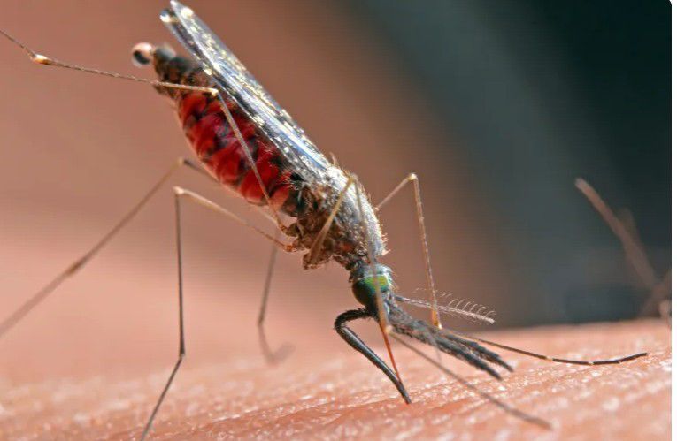 «الرعاية»: البعوض.. خطر صيفي يتطلب وعياً مجتمعياً