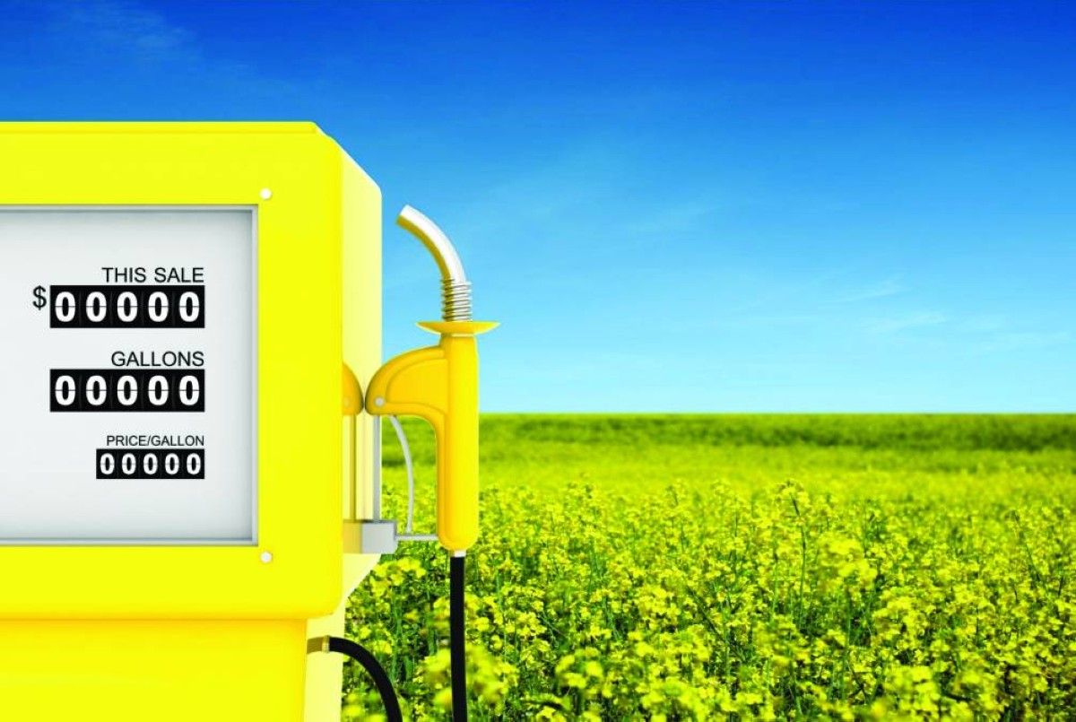 الوقود الحيوي يعود للواجهة مع ارتفاع أسعار النفط