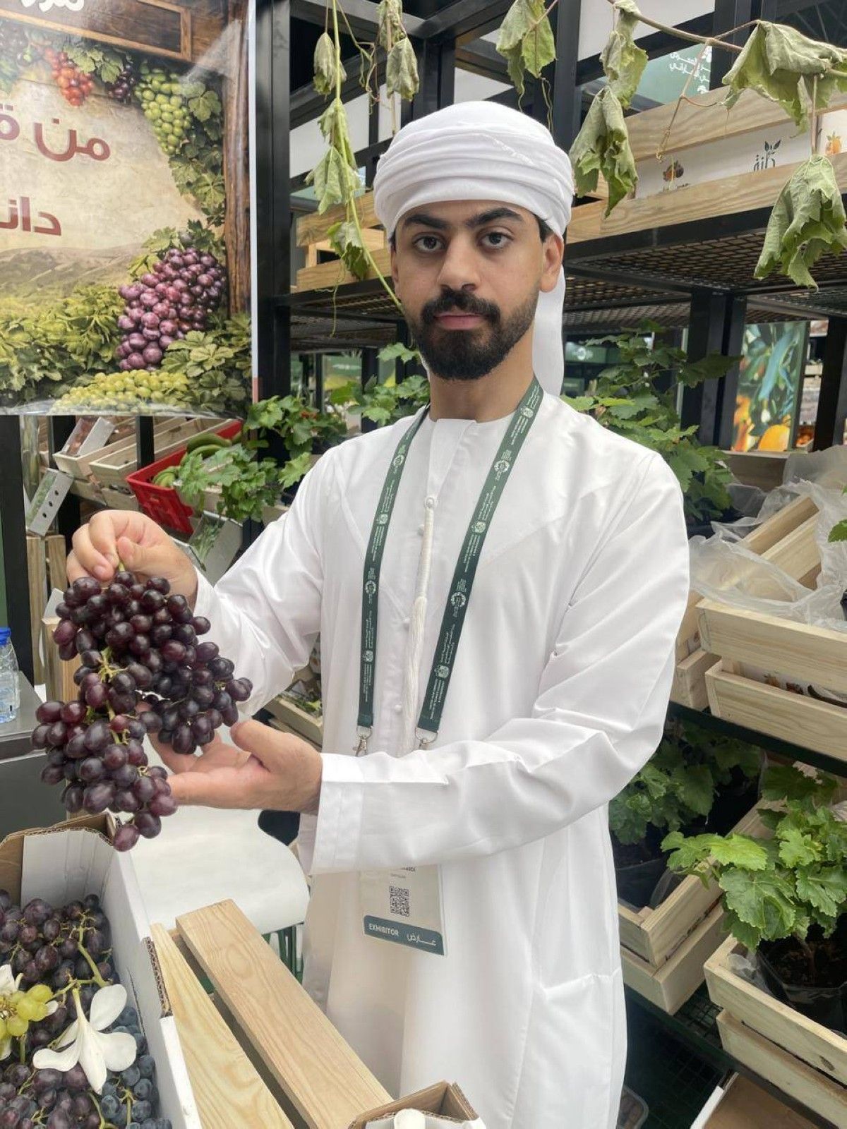 «عنب العين».. مغامرة زراعية تتحدى البيئة الصحراوية