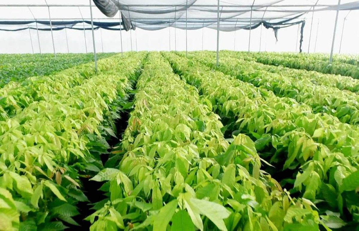 هل تختفي الشوكولاتة من العالم قريباً؟