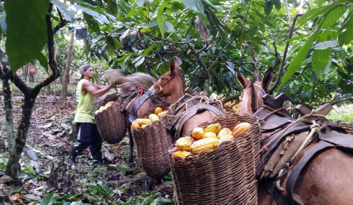 هل تختفي الشوكولاتة من العالم قريباً؟