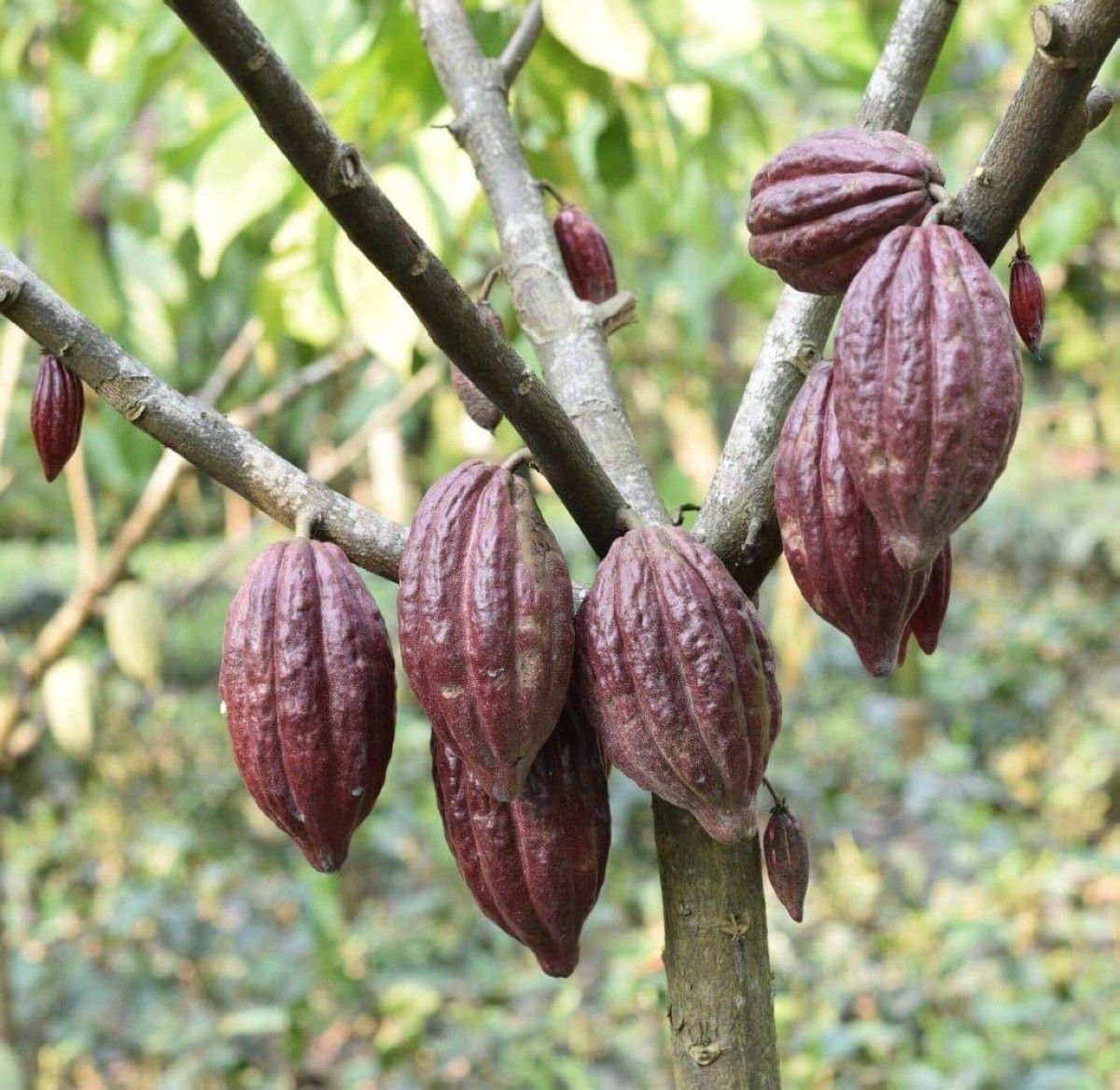 هل تختفي الشوكولاتة من العالم قريباً؟