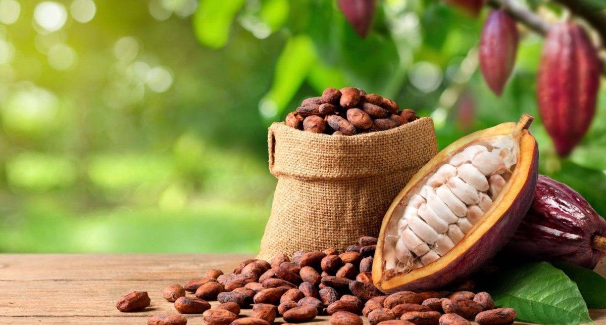 هل تختفي الشوكولاتة من العالم قريباً؟