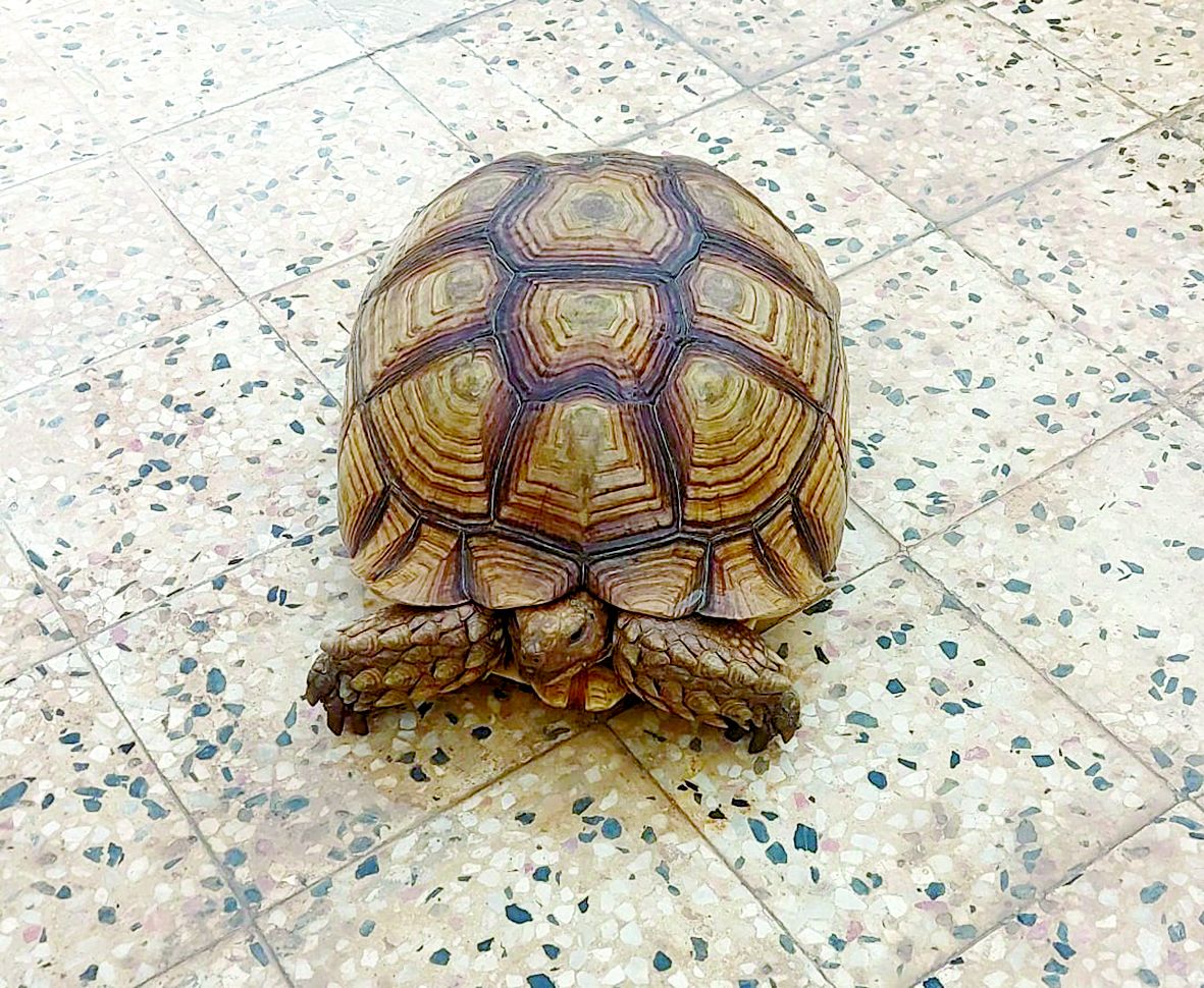 «البيئة» تدعو إلى الإبلاغ عن أي حالات تتعلق بالكائنات الفطرية