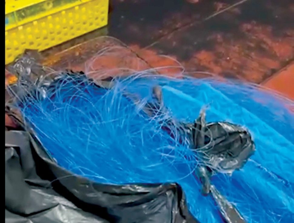 «البيئة» تضبط أدوات صيد محظورة