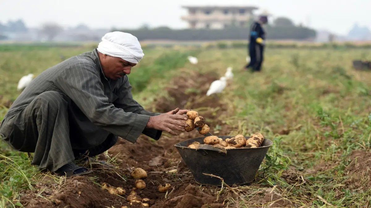 رسمياً.. مصر تعلن عن المفاجأة الكبرى من قلب سيناء! محصول عالمي سيوفر مليارات الدولارات وينهي أزمة كبرى!