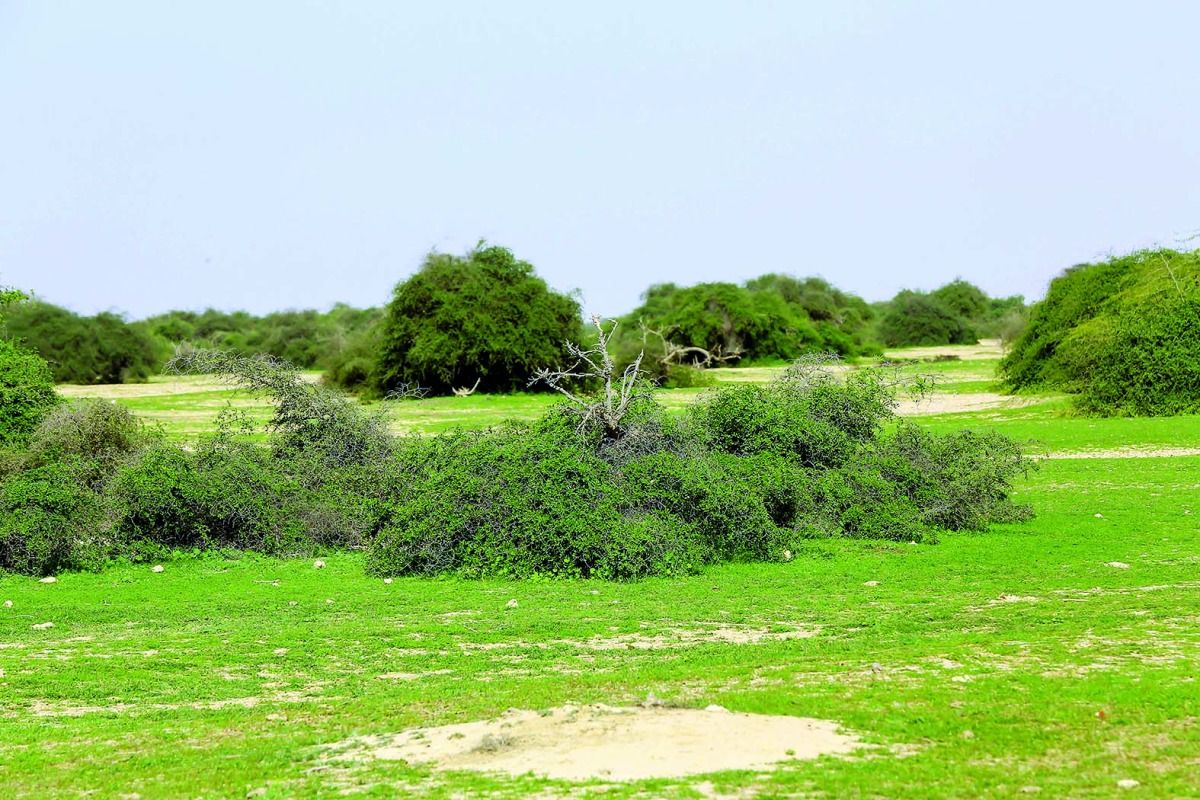 حظر الرعي وتنظيم دخول المركبات والحماية من التعديات.. 3 إجراءات أعادت للبر القطري عافيته