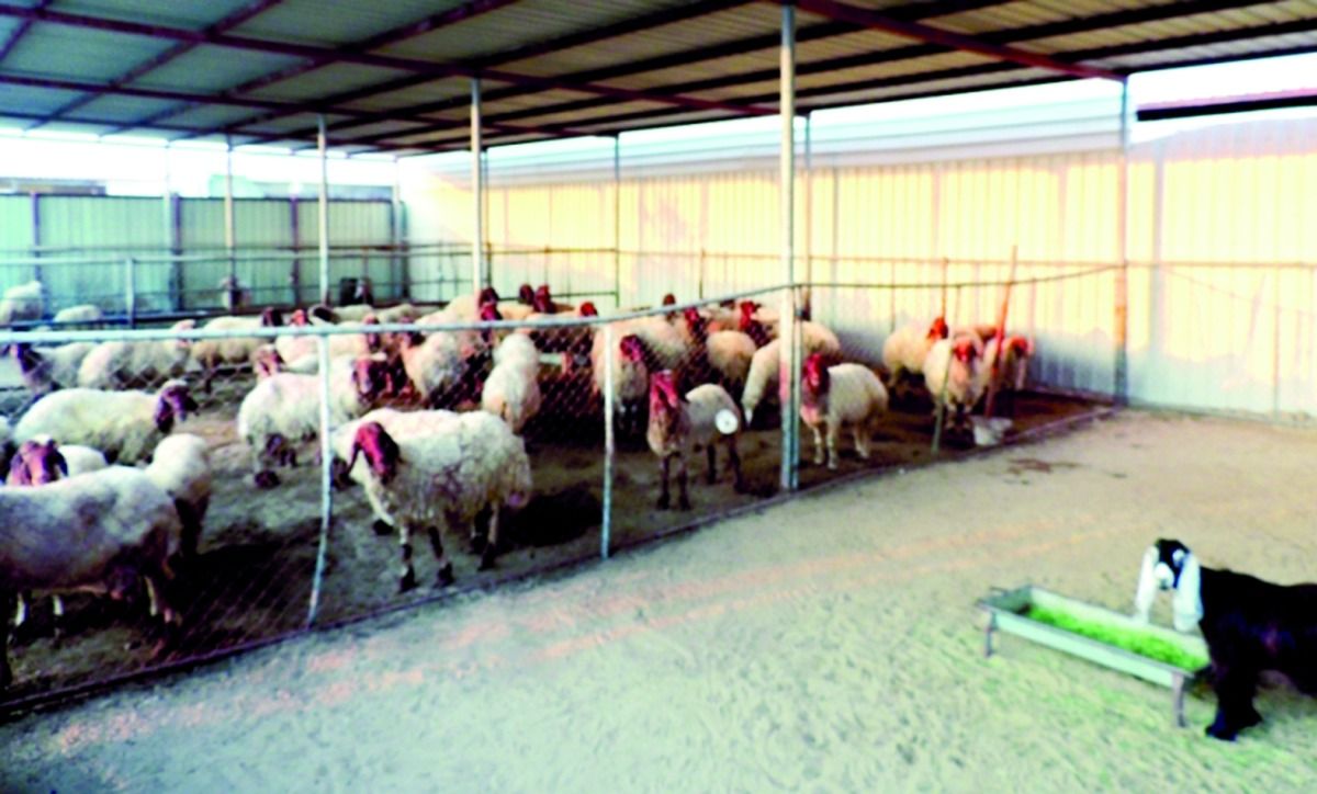 شملت البرية وداخل المجمعات وخارج المخططات.. «البلدية»: تجديد ترخيص 2245 عزبة لتعزيز استدامة الإنتاج الحيواني