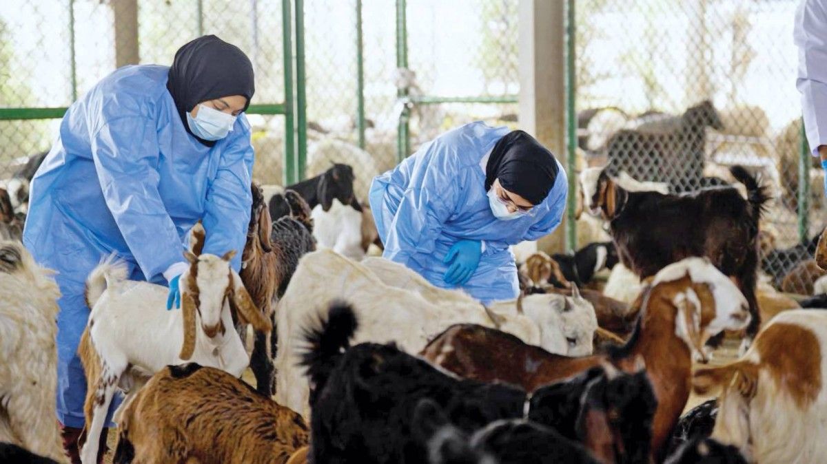 «البيئة»: خطة متكاملة لضمان سلامة الأضاحي وتعزيز الأمن الغذائي
