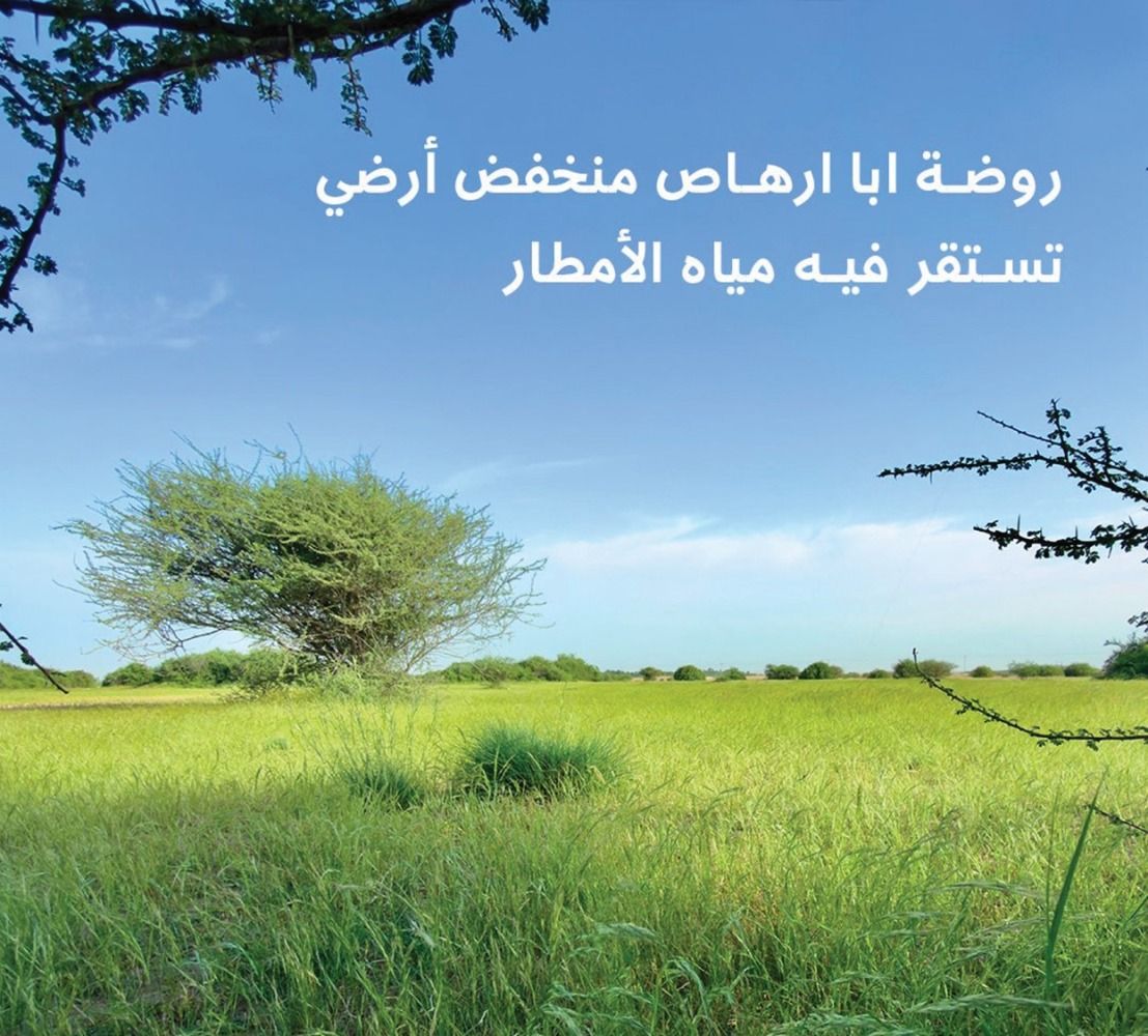 تحسن الغطاء النباتي في «أبا إرهاص»
