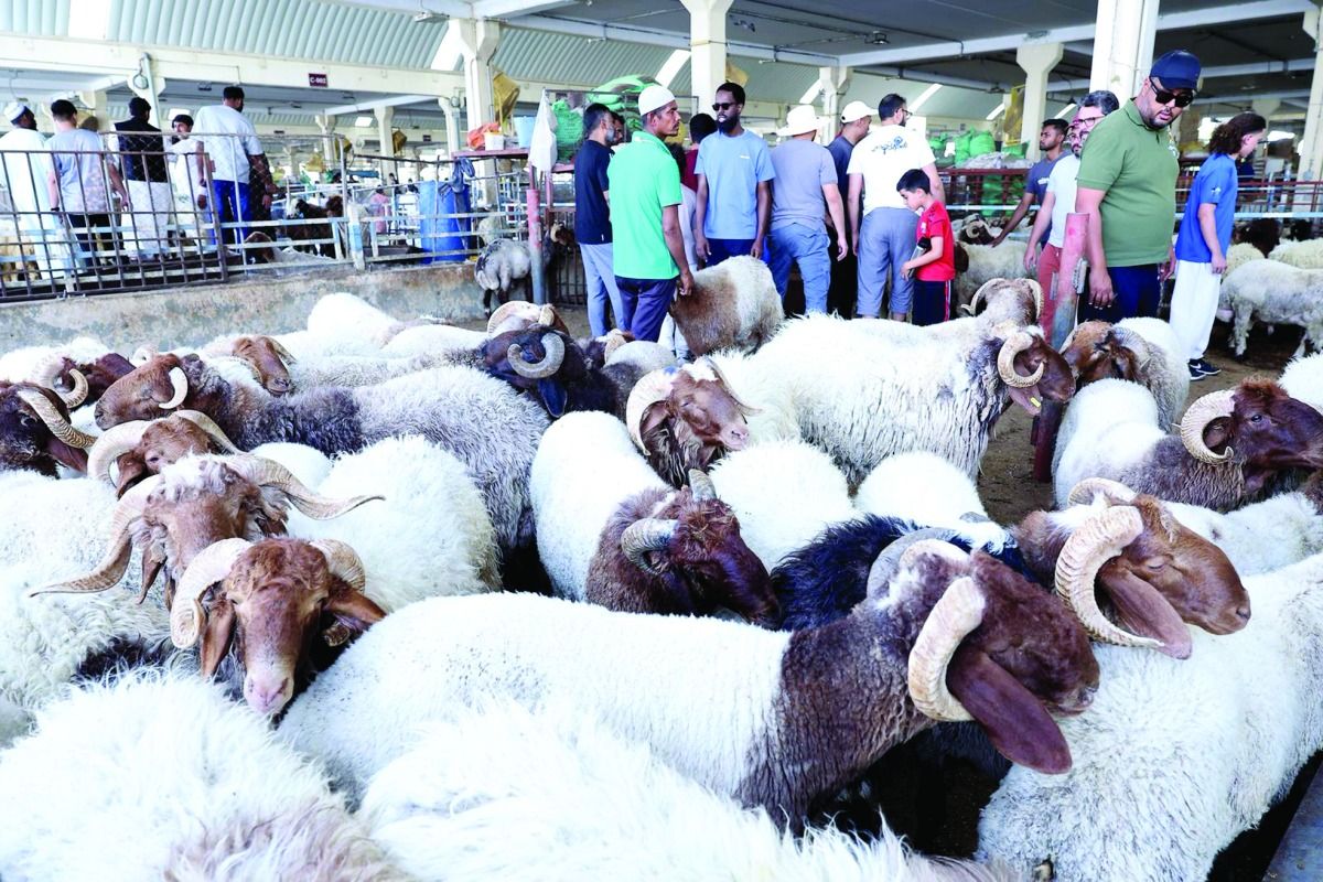 «العرب» ترصد الإقبال الكثيف أول أيام العيد المبارك.. تجهيز الأضاحي في 10 دقائق فقط بالمقاصب