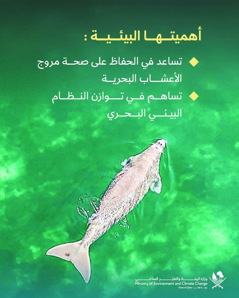 قطر موطن ثاني أكبر تجمع لأبقار البحر في العالم