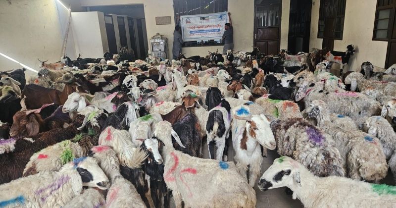 1100 أضحية من الكويت إلى 4 دول
