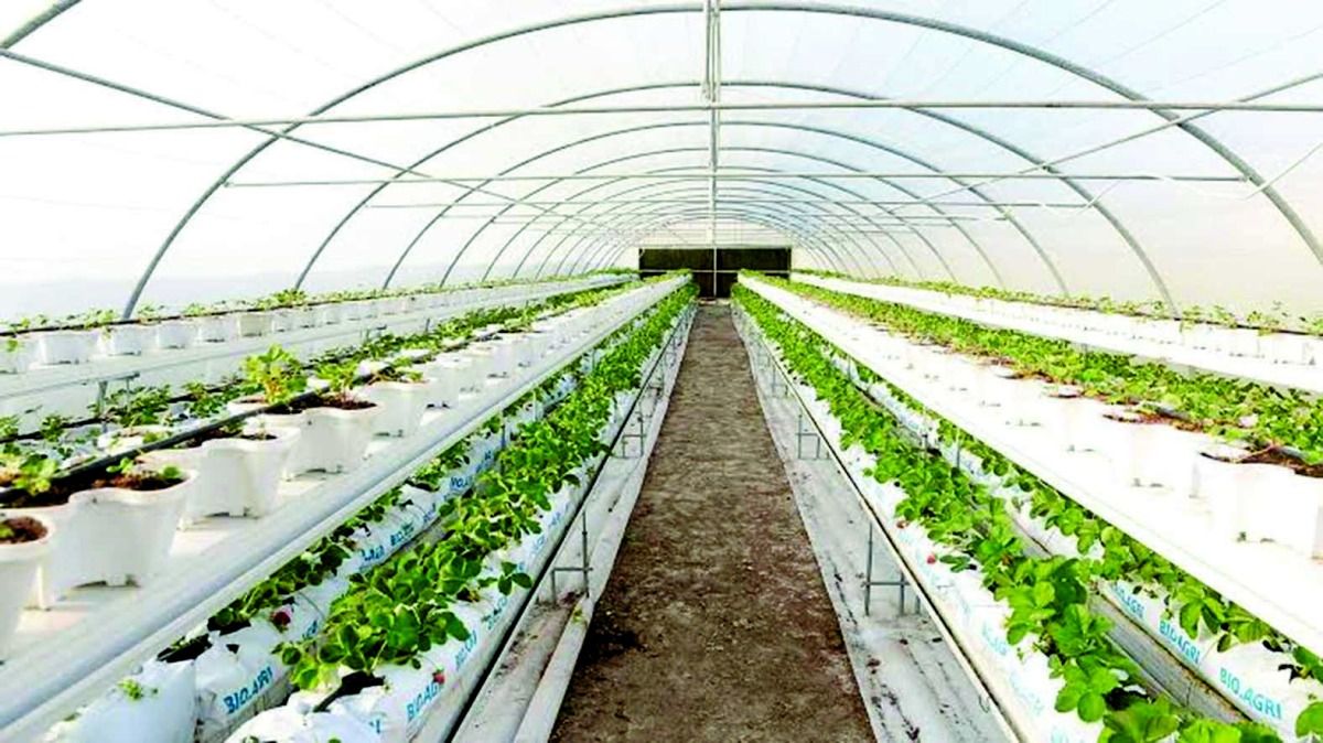 البلدية: إنجاز 95 % من مشروع الري بالتنقيط