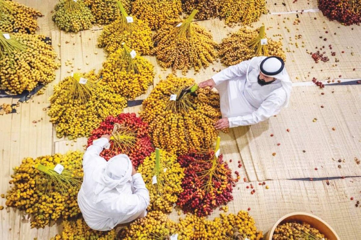 300 صنف من النخيل والمانجو تعزز الأمن الغذائي في الدولة