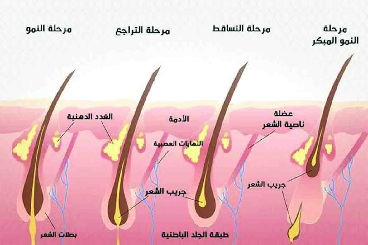 الرعاية: الغذاء الصحي يحافظ على سلامة الشعر