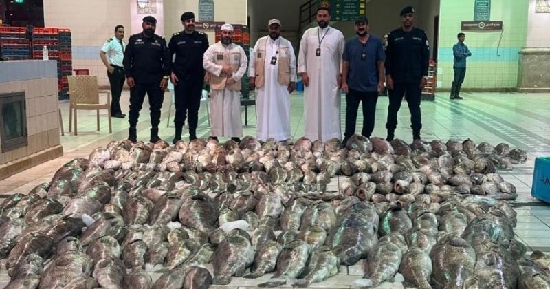 «هيئة الغذاء»: ضبط أكثر من 3 أطنان من الأسماك الفاسدة في «الواجهة البحرية»