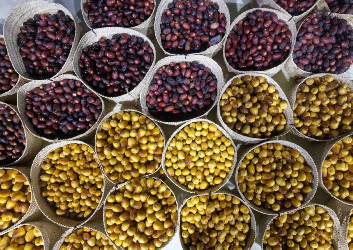 «الوثبة للرطب» ينطلق اليوم بـ 240 جائزة قيمتها 5.6 ملايين درهم