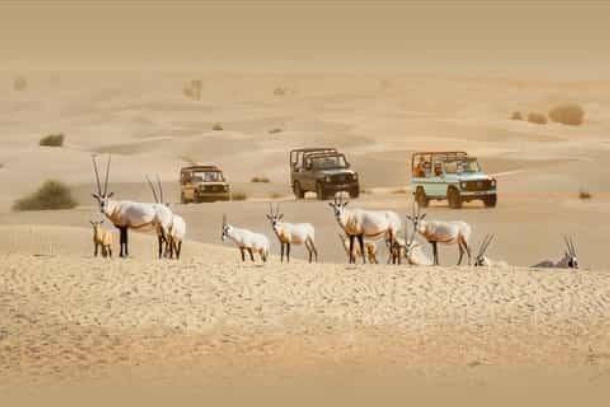 محمية دبي الصحراوية.. نموذج وطني لصون التنوع البيولوجي واستدامة النظم البيئية