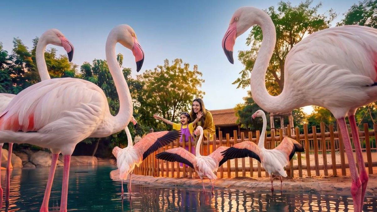 دبي سفاري بارك تعلن عن انطلاق موسمها الثامن في 12 أكتوبر الجاري