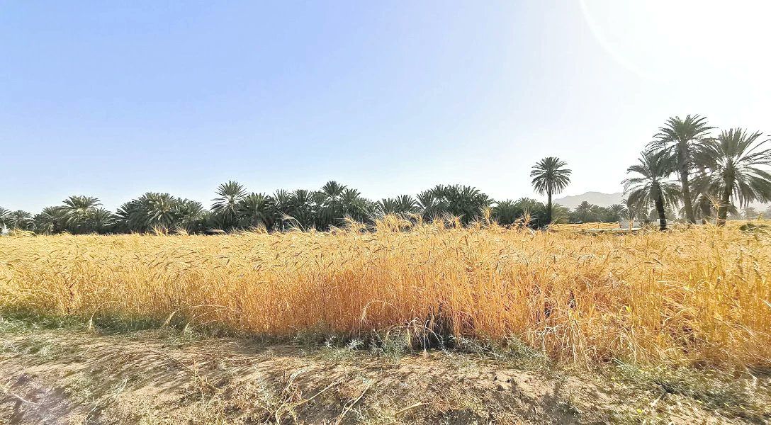 وزارة البيئة والمياه والزراعة في السعودية تعطى مهلة 60 يوم لإعادة إحياء الأراضي الزراعية المعطلة … تفاصيل